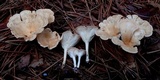 Clitocybe gibba image