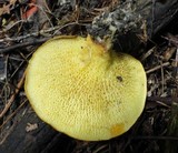 Boletinellus merulioides image
