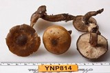 Clitocybe glacialis image