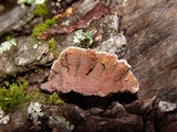 Punctularia strigosozonata image