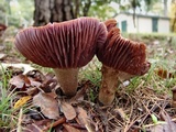 Laccaria ochropurpurea image