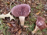 Laccaria ochropurpurea image