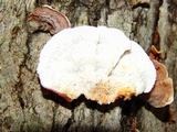 Phlebia incarnata image
