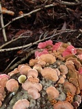 Phlebia incarnata image