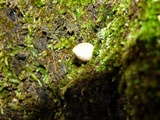 Lycoperdon acuminatum image