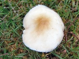 Pluteus petasatus image