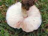 Pluteus petasatus image