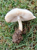 Pluteus petasatus image
