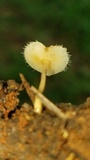 Lentinus swartzii image