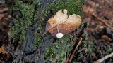 Mycena guzmanii image