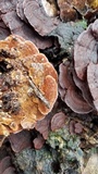 Earliella scabrosa image