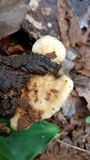 Rigidoporus microporus image