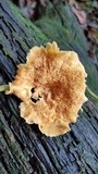 Pseudofavolus cucullatus image