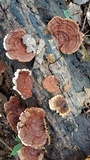 Earliella scabrosa image
