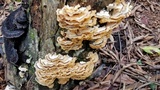 Trametes membranacea image