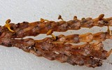 Kriegeria alutipes image