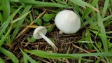 Limacella illinita image
