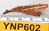 Kriegeria alutipes image