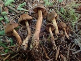 Cortinarius malicorius image