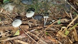 Tetrapyrgos olivaceonigra image