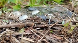 Tetrapyrgos olivaceonigra image