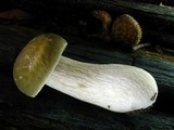 Boletus variipes image