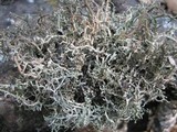 Cladonia crispata var. crispata image