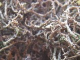 Cladonia crispata var. crispata image