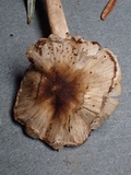 Inocybe phaeodisca image