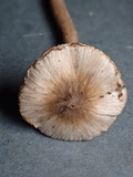 Inocybe phaeodisca image