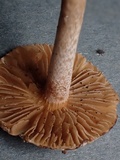 Inocybe phaeodisca image