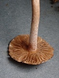 Inocybe phaeodisca image