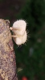 Lentinus swartzii image