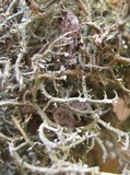 Cladonia crispata var. crispata image