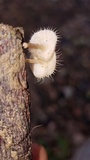 Lentinus swartzii image
