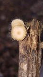 Lentinus swartzii image