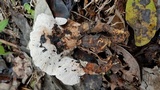 Abortiporus biennis image