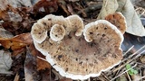 Abortiporus biennis image