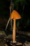 Entoloma quadratum image