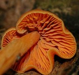 Entoloma quadratum image