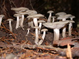 Clitocybe fragrans image