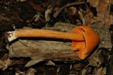 Entoloma quadratum image