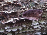 Trichaptum fuscoviolaceum image