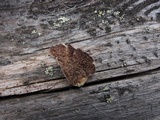 Trichaptum fuscoviolaceum image