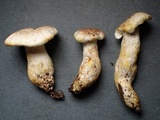 Albatrellus avellaneus image