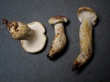 Albatrellus avellaneus image