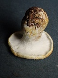 Albatrellus avellaneus image