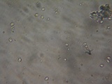 Albatrellus avellaneus image