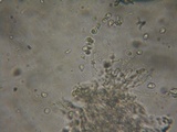 Albatrellus avellaneus image