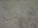 Albatrellus avellaneus image